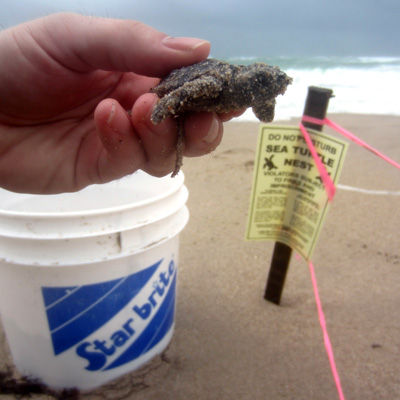 Sea Turtle Hatchling Rescue