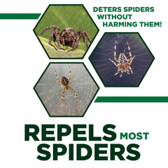 Spider Away
