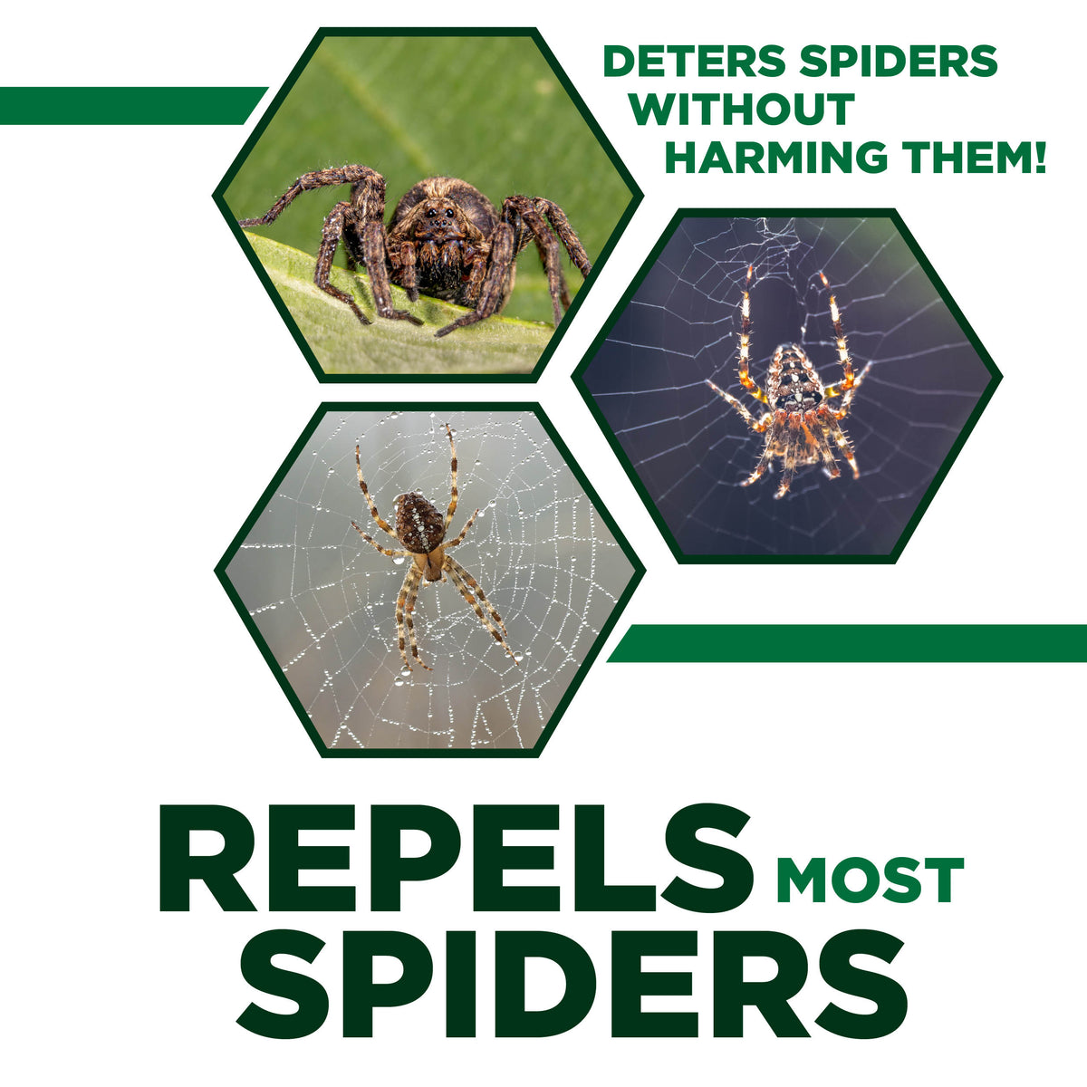 Spider Away