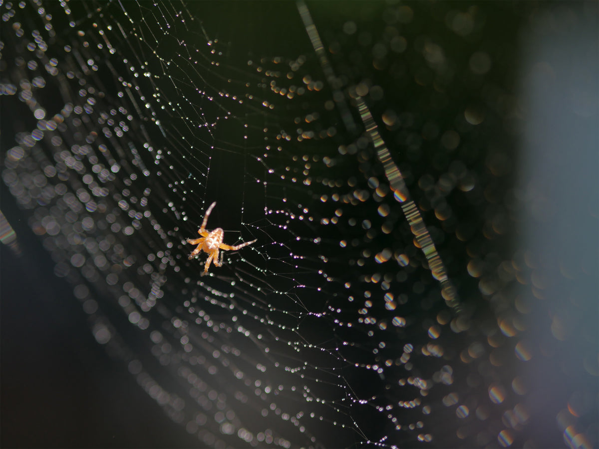 Spider Away gallery 4