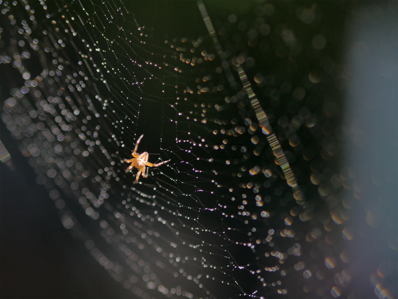 Spider Away gallery 4