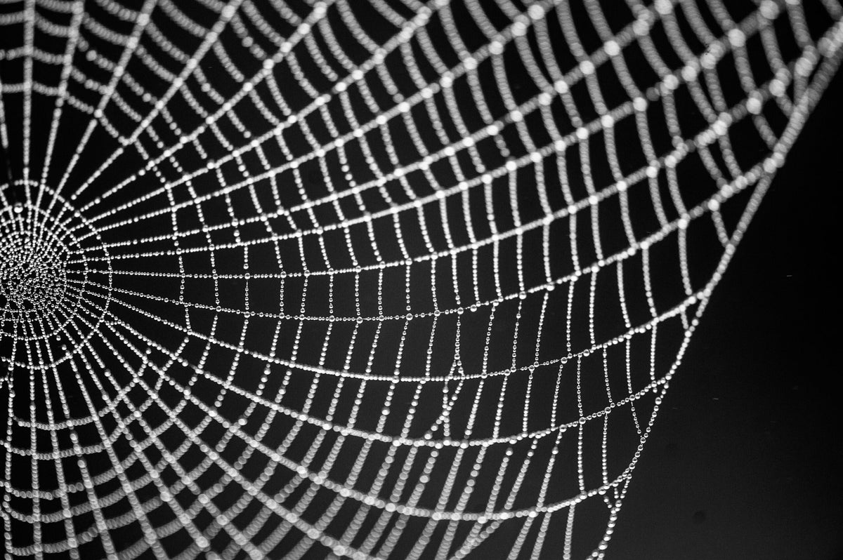 Spider Away gallery 2
