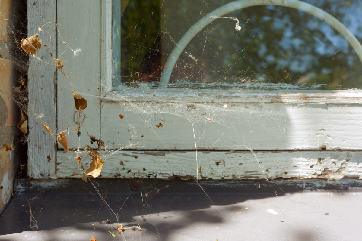 Spider Away gallery 1
